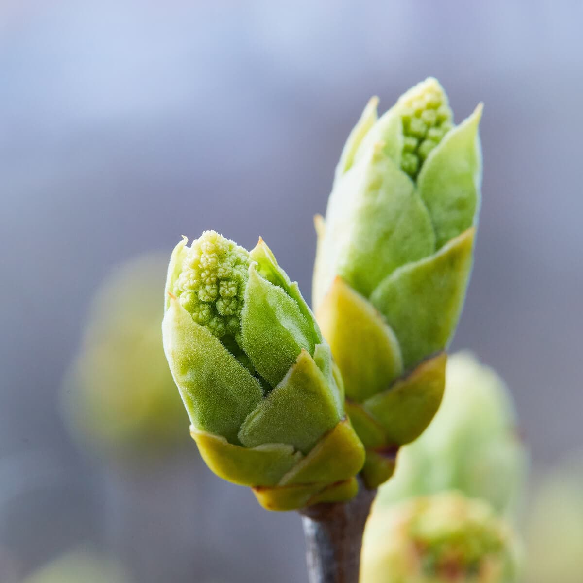 Dr. Gaëlle Morat - Vétérinaire Ostéopathe en Isère et Savoie - Gemmothérapie
