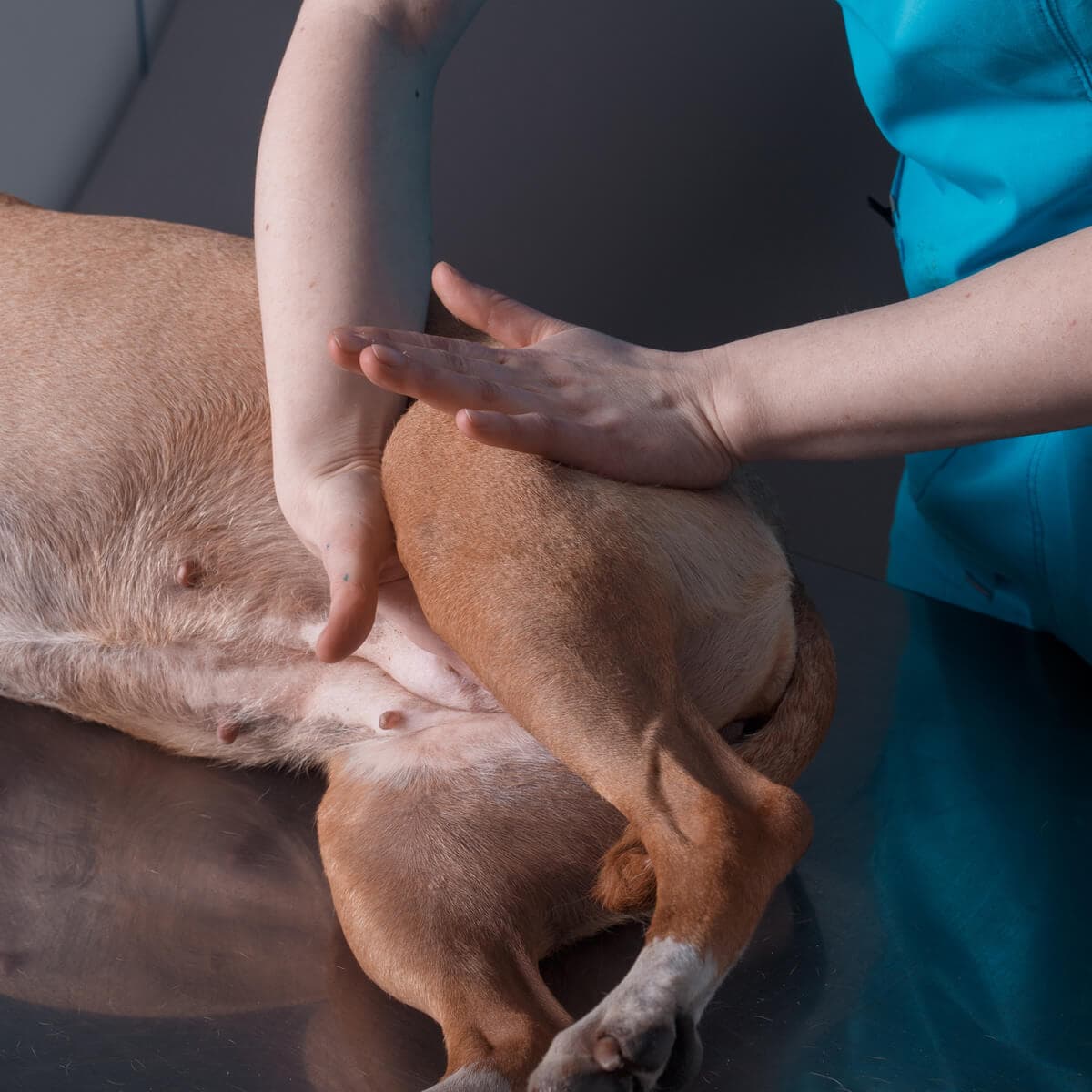 Dr. Gaëlle Morat - Vétérinaire Ostéopathe en Isère et Savoie - Ostéopathie